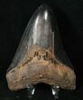 Sharp, Black Megalodon Tooth #15605-1